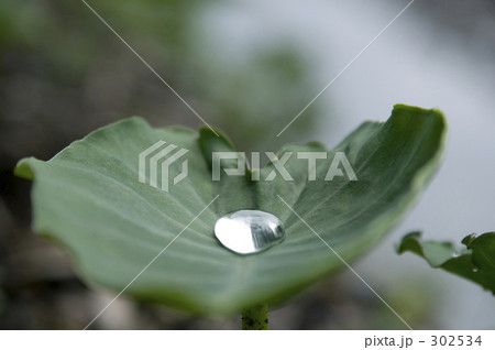 水滴 水滴 302534
