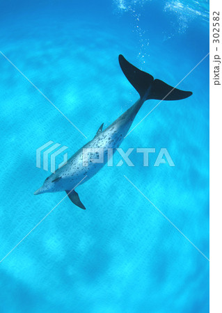 砂紋とタイセイヨウマダライルカ 302582