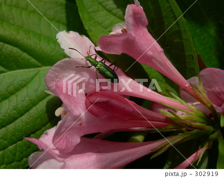 ウツギの花に緑の昆虫 ウツギの花に緑の昆虫 302919