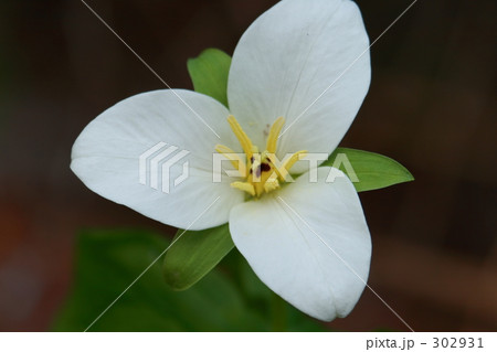 オオバナノエンレイソウ 302931