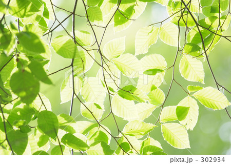 LOHASイメージ 302934