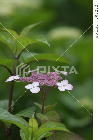 紫陽花 303232