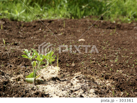 スイカを植えた スイカを植えた 303361