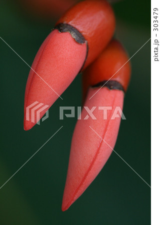 アメリカデイゴの蕾 アメリカデイゴの蕾 303479