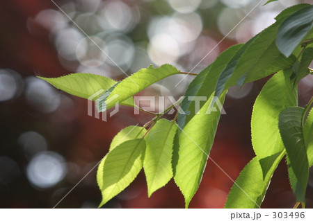 木漏れ日あふれる 303496