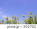 青空と菜の花 303702