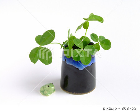 クローバーとカエル 303755