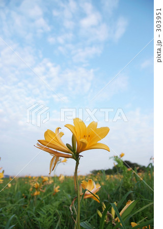 青空とニッコウキスゲ 303951
