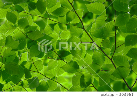 新緑 新緑 303961