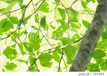 やさしい緑 303964