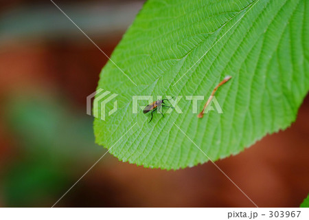 葉に虫 303967