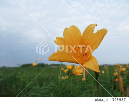 ニッコウキスゲ 303987