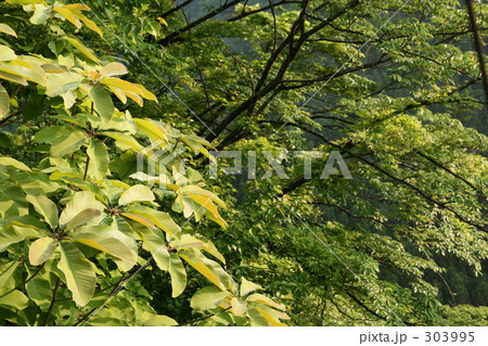 森の新緑 303995