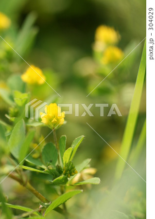コメツブツメクサ 304029