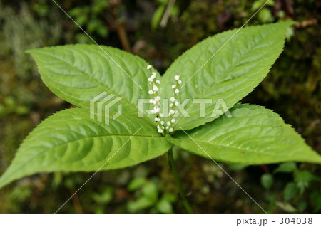 フタリシズカ フタリシズカ 304038