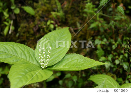 フタリシズカ 304060