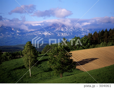 並木と残雪の山 304061