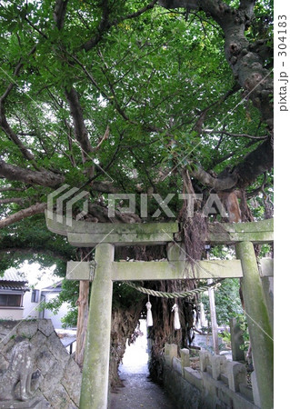 御神木 御神木 304183