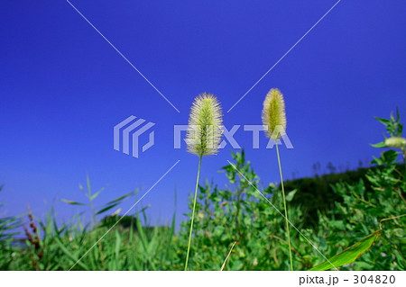 ねこじゃらし ねこじゃらし 304820