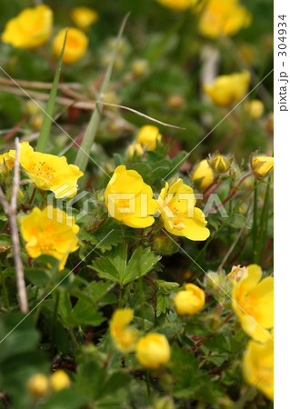 ツルキジムシロ 304934