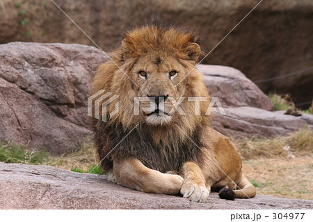 ライオン ライオン 304977