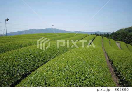 茶畑（宇治茶） 305390