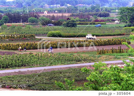 見沼田圃・春 0510 見沼田圃・春 0510 305604