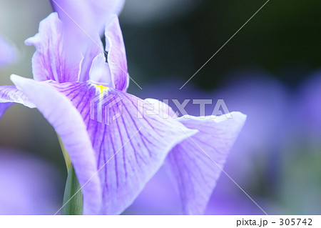 花菖蒲_011 305742