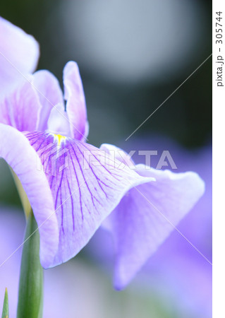 花菖蒲_010 305744