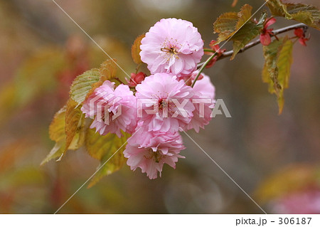 クシロヤエ 306187