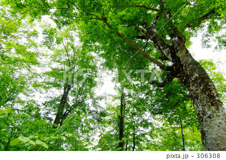 白神山地マザーツリーの写真素材