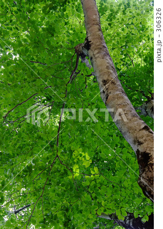 マザーツリーの葉 306326