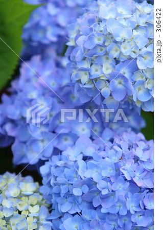 あじさい_018 306422