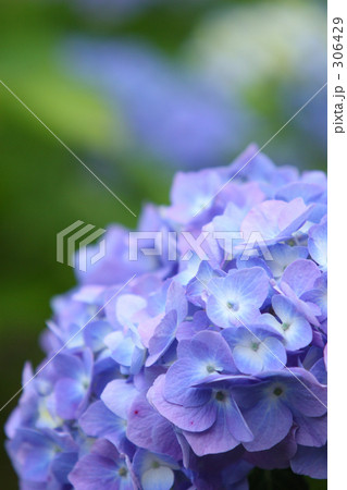 あじさい_014 306429