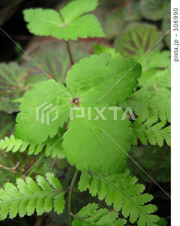 庭の新鮮三つ葉 306990