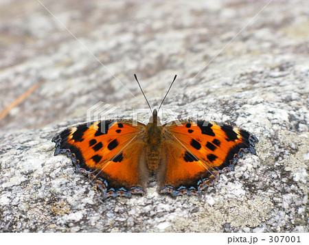 緋色あざやか 緋色あざやか 307001