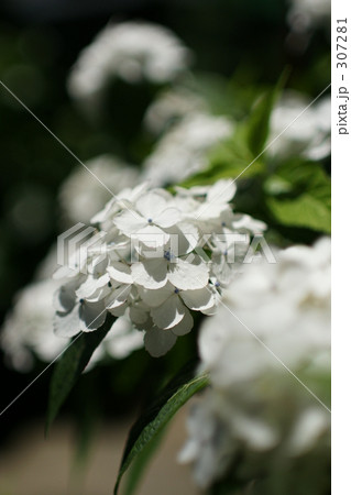 アジサイ 307281