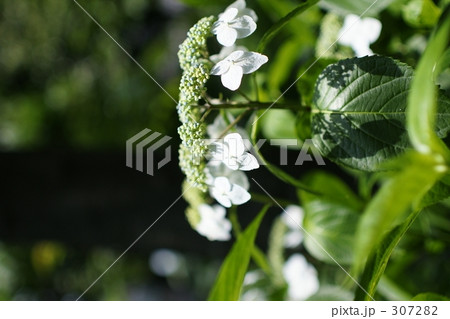 アジサイ アジサイ 307282