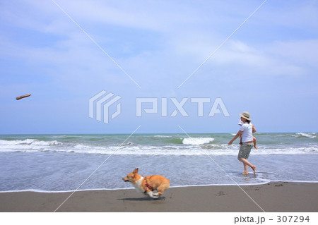 棒を取りに行くコーギー 棒を取りに行くコーギー 307294