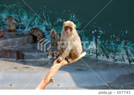 日本猿 307745
