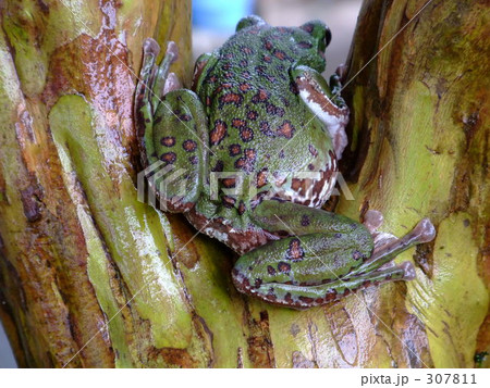 モリアオガエル 307811