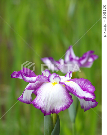 花しょうぶ 308120