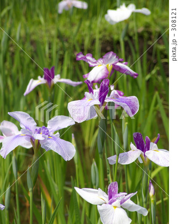 花しょうぶ 308121