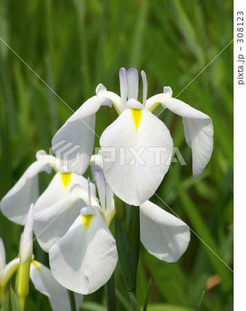 花しょうぶ 308123