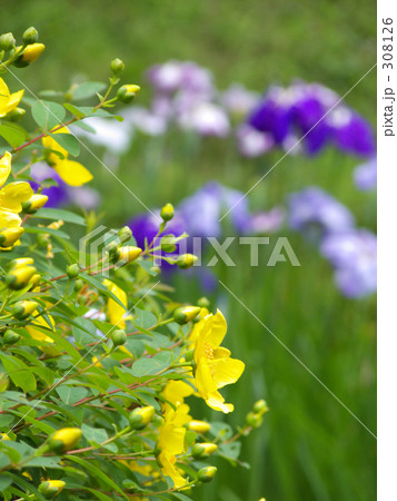 キンシバイと花しょうぶ 308126