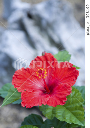 ハイビスカス 308190