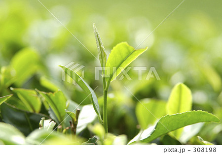 新茶 308198