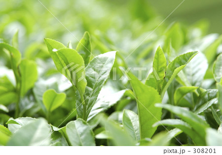 新茶 新茶 308201