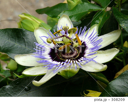 トケイソウ 308209