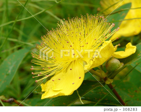 ビョウヤナギ ビョウヤナギ 308283